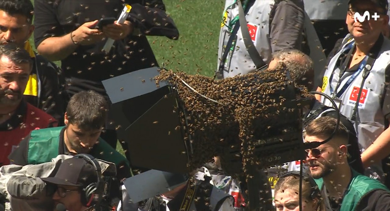 Bee invasion at Borussia-Mainz 05: the fire brigade had to be called in!