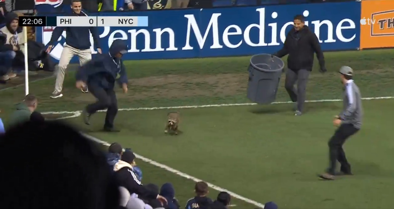 'Racooninho' invades pitch during MLS game